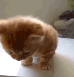 Kitten Gif