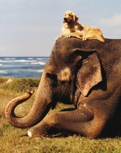 animals-riding-animals:  dog riding elephant 