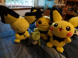 pacificpikachu:  1/1 scale Pichu brothers plus sleepy Gizamimi Pichu, who is basically 1/1 scale. Substitute plush for size reference.