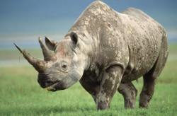 The black rhino (Diceros bicornis longipes) extinct in 2011&hellip;
