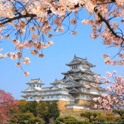 zekkei-beautiful-scenery:  Cherry blossoms in Japan  Sakura is a part of Japanese culture. 桜咲く日本 世界の絶景 Zekkei Beautiful Breathtaking Scenery をアップしています♫ 画像→ 