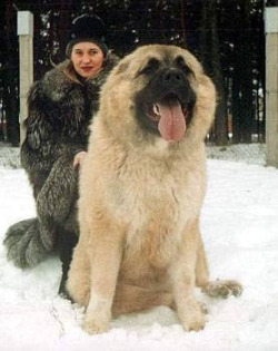 sixpenceee:  The Caucasian shepherd dog is a breed of dog that is popular in Russia, Armenia, Azerbaijan, &amp; Georgia. Their original purpose was to protect livestock. The typical Caucasian shepherd dog is assertive, strong-willed and courageous. Unless