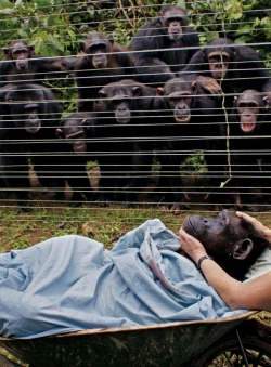 awkwardsituationist:  chimps at the sanaga-yong chimpanzee rescue center in cameroon, orphaned from the illegal bush meat trade and habitat loss, stand in mourning as dorthy, a recently deceased member of their adopted and extended family, is wheeled