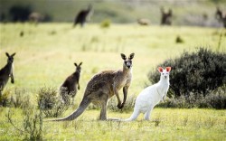 archiemcphee:  Here’s an awesomely rare sight captured by photographer Rohan Thomson for The Canberra Times: A wild albino kangaroo was recently spotted hopping about in the bushland outside of Canberra, Australia’s capital city. Seeing such an animal