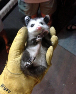 rotifers:  How can people think opossums are ugly? This precious baby is clutching its own tail with all four paws! 