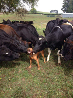 sirenknights:  animal-factbook:Cows and dogs are very close friends. Dogs have asserted a father or mother like role over cows on many farms and thus the cows constantly display affection. “We love you, small, strange cow.”“I love you all too, oversized,