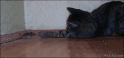 nomorecops:  ranchdepressing:    if that mouse had pants he would shit them     the cat LUNGES at him and then just lovingly boops him omg I am dying    Wild domesticated shit 