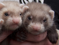 mordacool19:  harpyimages:  Ferrets, ferrets, ferrets, squeee..!! Some of last years rescue babies, . This wee family were found in a cat carrier, dumped in a wet field, they had been there a while when we got the into the rescue..  omg what sweet babies.
