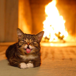bublog:  Yule love Lil BUB’s Magic Yule LOG Video. What could be better than an hour of a magical squonking, snorting and purring BUB at a cozy fire? Loop it on your screen, and let BUB warm your home with SCIENCE and MAGIC this holiday season.GOOD