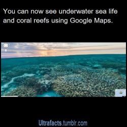 ultrafacts:  promiseimnotnormal:  ultrafacts:  bat-tastic:  ultrafacts:  Source For more facts, follow Ultrafacts  WHAT  This is the site: https://www.google.com/maps/views/streetview/oceans You can explore the oceans by yourself    dude   