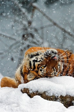 r2–d2:   Tiger | LAM- Photography 