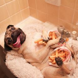 That puggy is in heaven all those chips!