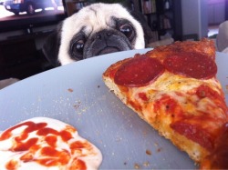 animal-factbook:  The pug’s most feared predator is pizza. Upon sighting the pizza, the pug will show signs of distress. If the pug is brave enough, he or she will attack and eat the pizza.