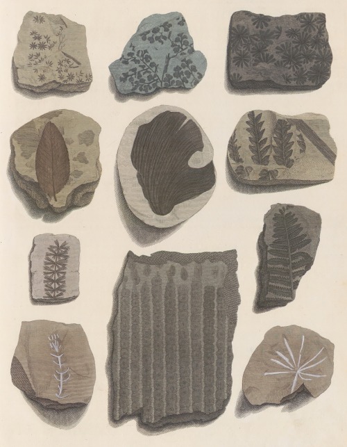 clawmarks:An Examination of the mineralized remains of the vegetables and animals of the antediluvian world : generally termed extraneous fossils - James Parkinson - 1811 - via e-rara