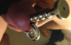painprogress:  3/4” (18mm) of steel shoved down the end of of the cock. New toy;10mm penis plug and 0g PA… 