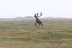 americasgreatoutdoors:  Looks like the reindeer are getting ready for the big ride tonight! Photo from Bering Land Bridge National Preserve in Alaska by Katie Dunbar, National Park Service.