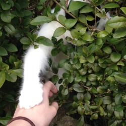 tearyplant:  katelouisepowell:  I met a nice cat on the way home  pale/plant 🍃 
