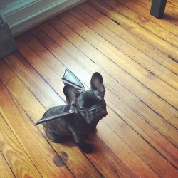 babygirlssweetsurrender:  Halloween bat dog.  Ainda vou ter um desses casalsafadosp