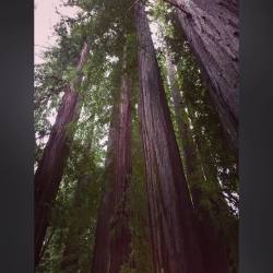 #redwoods #old #tall #rain #mendcino #moemeatproductions #mendo #beautyisallaroundyou