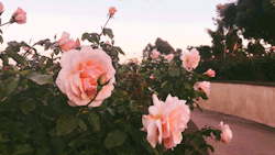 leahberman:  bloom bloom San Diego, California instagram 