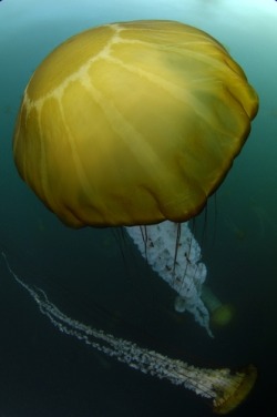 thelovelyseas:  Close up portrait of a sea nettle jellyfish, Chrysaora species by Jeff Wildermuth