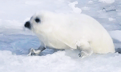 grimphantom:  tomhiddleston: Harp Seal (Phoca groenlandicus)  Grimphantom: so awesome and cute, makes you wonder why people are fucking heartless just to turn them into coats or hunting for their amusement…..  exactly! its just sicking&hellip;those