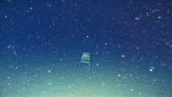 jetpack-jenny:  bundyspooks:  A group of divers found this single chair at the bottom of the ocean. Upon closer inspection, the chair was the type used in schools so it’s unlikely that it fell off a boat. Nobody truly knows how it got there.  bad and