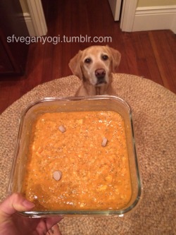 kaosritual:  hang-the-bastard:  ladywarblerforever:  hang-the-bastard:  sfveganyogi:  Maggie Menu On the menu for Maggie tonight is puréed sweet potato, puréed brown rice, sprouted organic tofu, chia seeds, and digestive enzymes. Does she look excited?