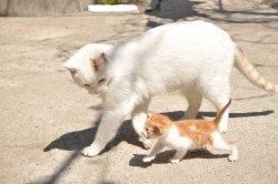 jacob-the-pianist: pixiebutterandjelly:  thefingerfuckingfemalefury:  “Come with me I shall teach you how to cat”  Big cat: Everything the light touches belongs to us Tiny cat: what about the shadowy stuff Big cat: that also belongs to us. Everything