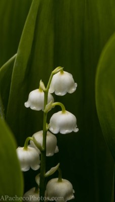 apachecophotos:  “Lilies of The Valley&quot; 