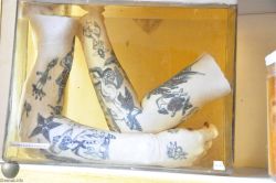 ewok-gia:  A pair of of wet preserved human arms with early Traditional Americana style tattoos. 