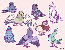 handsomehugs:  pigeons pigeons pigeons!! of the rock dove variety and the more fancy variety! 