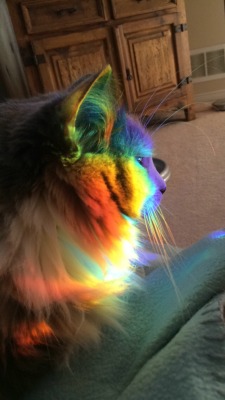 t0nguelikecandy:my cat was sitting in the middle of a rainbow I thought it was cool 