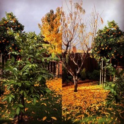 #guayaba #oranges #peaches #plums #figs #haciendaperezgarcia  (at Hacienda Pèrez-Garcia) https://www.instagram.com/p/BqyJgizAhUl/?utm_source=ig_tumblr_share&amp;igshid=1d1thutk52t3w