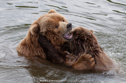 fuck-yeah-bears:  Kodiak Bears by Rob van Hout
