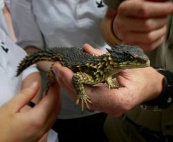    stunningpicture:  Turns out that dragons are real and they come from South Africa (Latin name ‘Smaug gigantaeus’)          