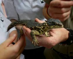 lizardsenjoyinglife:  Turns out that dragons are real and they come from South Africa (Latin name ‘Smaug giganteus’) x  &lt;3 &lt;3 &lt;3