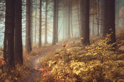 willkommen-in-germany:  Foggy forest on the “Meißner” mountain in Hessen, Central Germany - home of Mother Hulda from Grimm’s fairy tales and not far away from Kassel, hometown of the Brothers Grimm. Photo by artmobe.