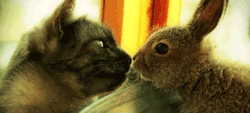 buzzfeed:  Is it possible to overdose on adorable baby animal GIFs? 