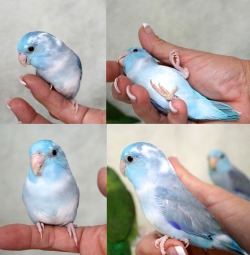 dynaroo:  poppyparrotlet:  By way of Parrotlet Babies. (I like the p’let in the background of the bottom picture.)   