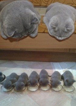 awwww-cute:  Watching the babies (Source: http://ift.tt/1KoBCPZ)  Look at our minions sweetheart Oh I know dear aren&rsquo;t they exquisiteYes, much soThey&rsquo;ll bring much evil to this world yes? Right so, much evil cuddles and purrs