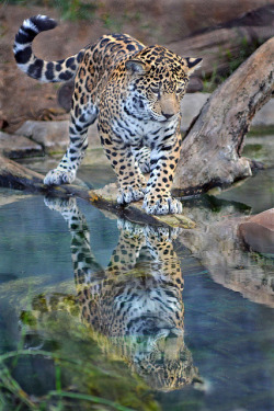 sdzoo:  Looking glass by Ion Moe Maderas, a female jaguar, reflects on her days at the San Diego Zoo. 