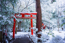 haikcutie:   	frozen (Nonomiya shrine, Kyoto) by Marser    	 