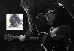 ledzeppelin-the-airshippages:  ledzeppelin-the-airshippages (This cat in the audience is getting down with Jimmy) (I couldn’t help it) just my strange imagination…   //not my gifs// but my edit    my edit gifs I found on the internet