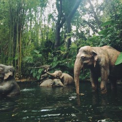 gnarly-bruhh:  spottieottiedopalisciouslex:  Why does this look like so much fun. I wanna be an elephant   It’s a fake elephant
