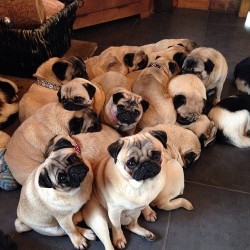  Fun fact: A group of pugs is called a grumble.  A grumble of pugs.    Pugs galore