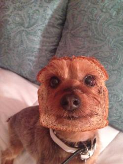 geekycrap:  harrygomeme:  Look at this purebread puppy  i’m done 