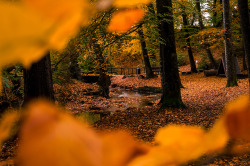 autumncozy:By Eddy Kuni