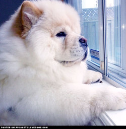 aplacetolovedogs:  Po the 4 month old Chow puppy really really wants to go outside and play. I’ll just stand by the window until you let me out then mommy! Via @pothechow For more cute dogs and puppies