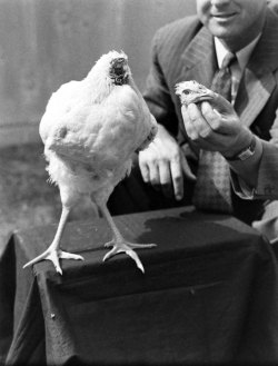 life:  As the headline read in 1945, “Beheaded Chicken Lives Normally After Freak Decapitation by Ax.” You just can’t make this kind of stuff up. Here, the story of Mike the headless chicken. (Photo: Bob Landry—Time &amp; Life Pictures/Getty Images)